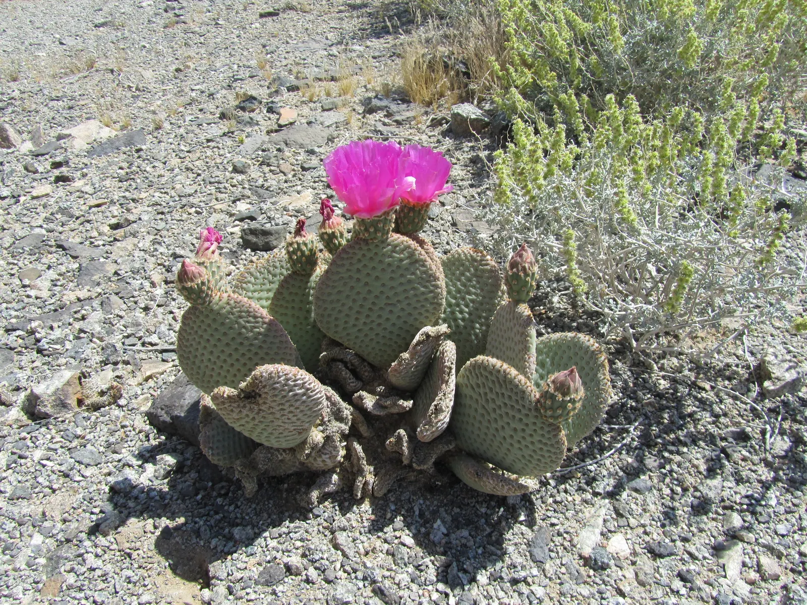 Beavertail Prickly Pear Cactus (Opuntia Basilaris) — this plant typically reaches 6-12 inches in height with a 2-3 feet spread; adding further, image 84