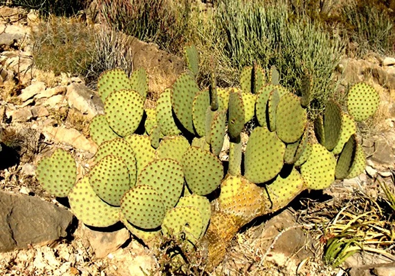 Beavertail Prickly Pear Cactus (Opuntia Basilaris) — spiny fruits that persist on the cactus