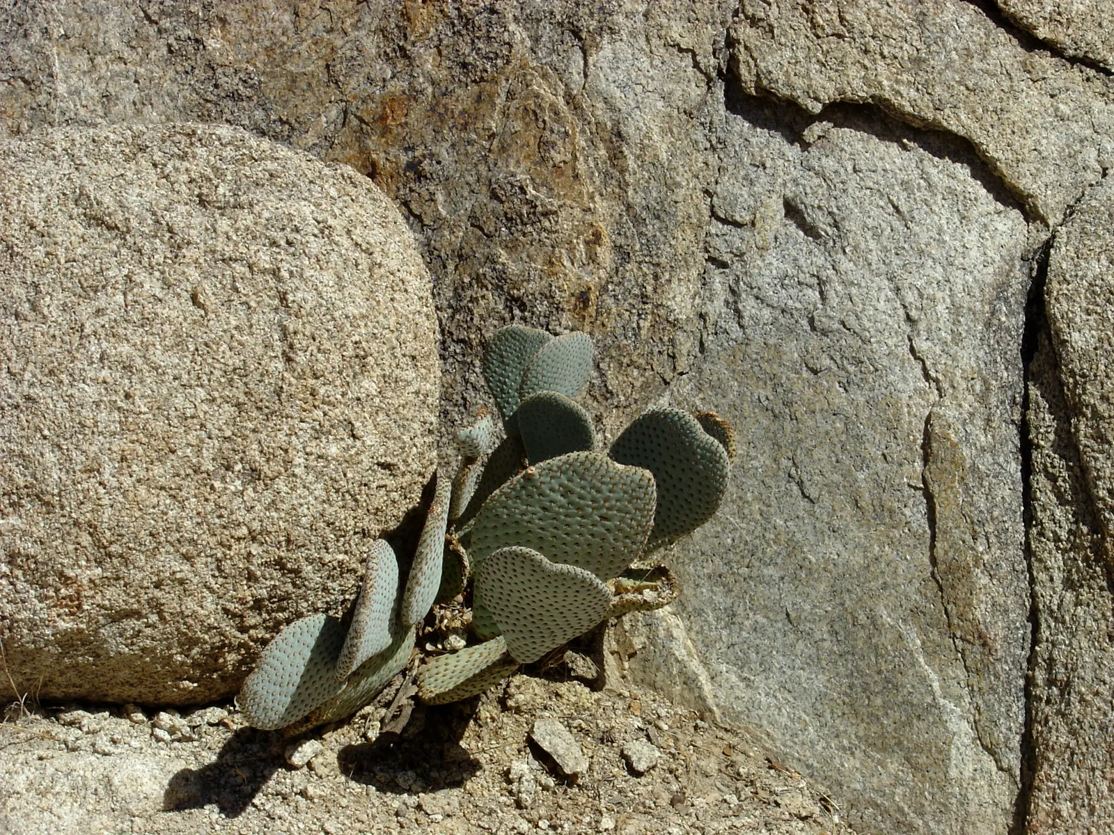 Beavertail Prickly Pear Cactus (Opuntia Basilaris) — is a captivating species and a quintessential element for any drought-tolerant landscape