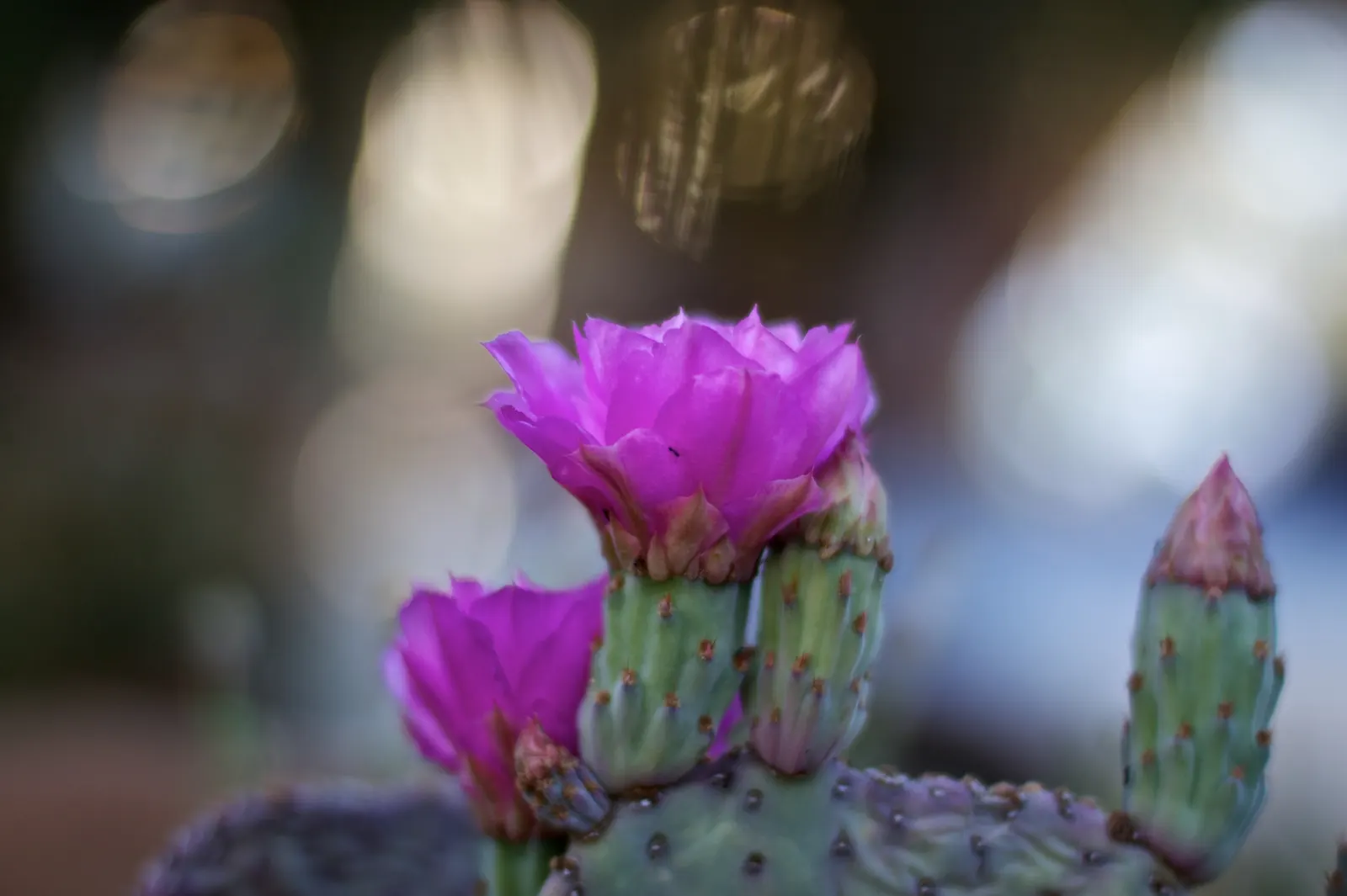 Beavertail Prickly Pear Cactus (Opuntia Basilaris) — the plant produces reddish; the Beavertail Prickly Pear (Opuntia basilaris) is a charming, image 97