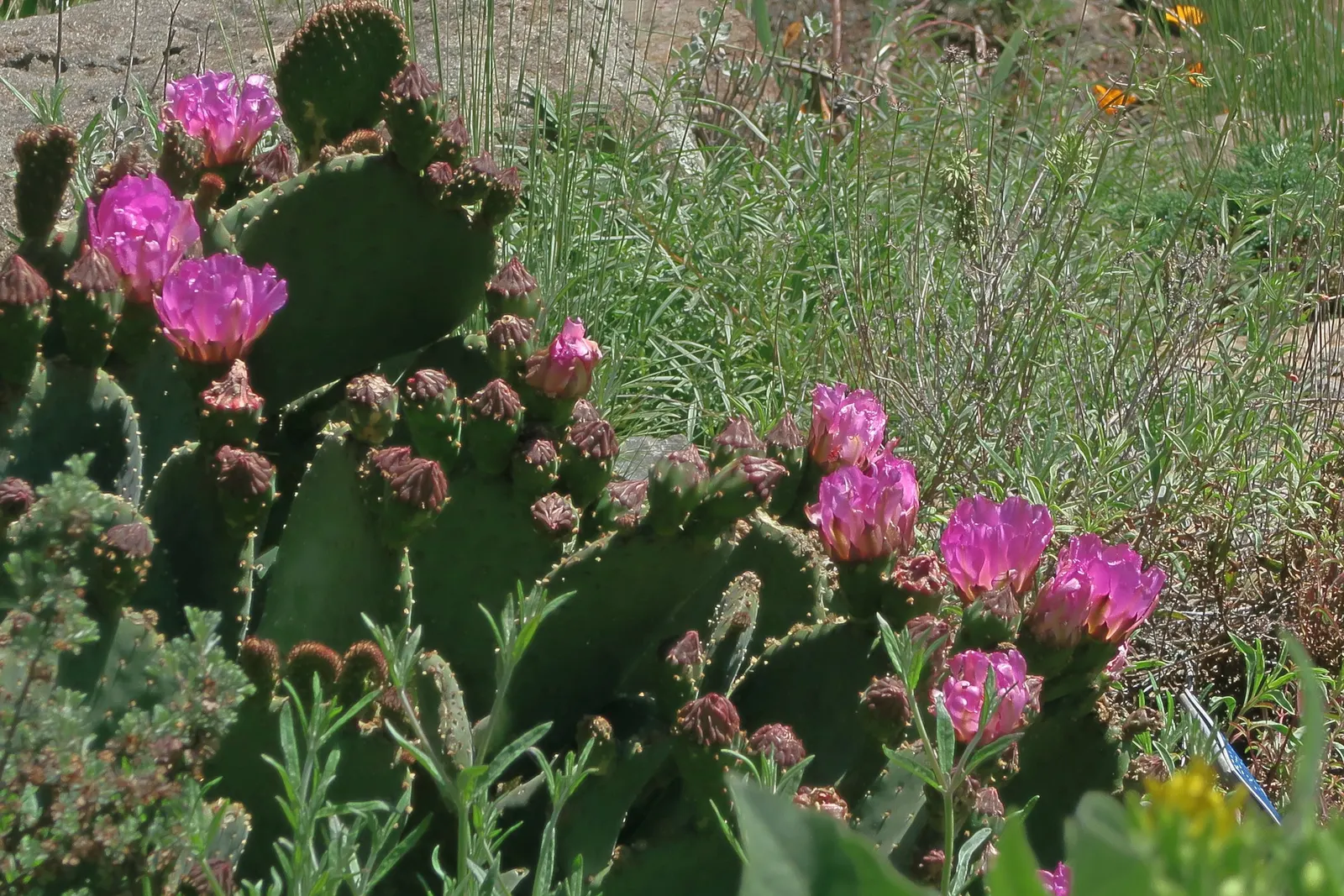 Beavertail Prickly Pear Cactus (Opuntia Basilaris) — Springtime blooms display vibrant pink flowers, adding a pop of color; pink and red flowers in the garden