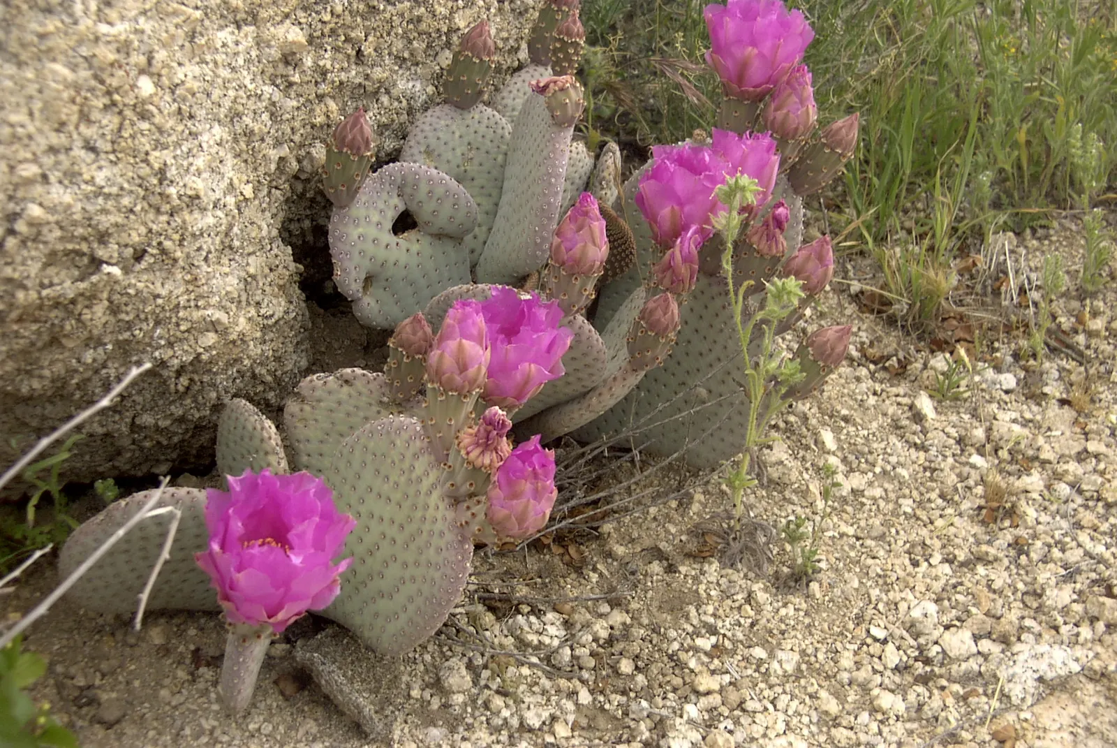 Beavertail Prickly Pear Cactus (Opuntia Basilaris) — especially in regions that emulate its native desert conditions; this plant typically reaches, image 78