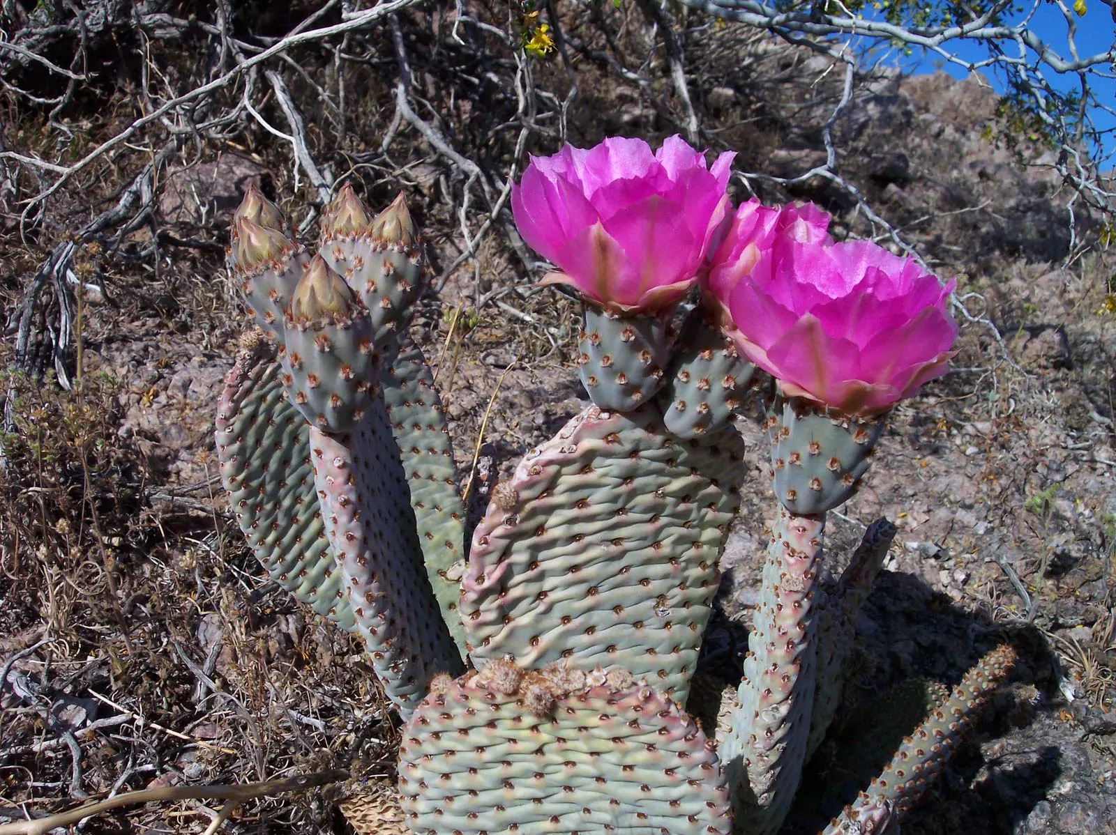 Beavertail Prickly Pear Cactus (Opuntia Basilaris) — is a captivating species and a quintessential element for any drought-tolerant landscape, image 61