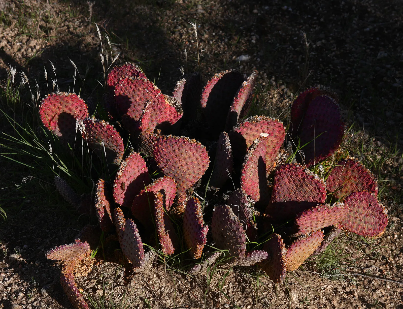 Beavertail Prickly Pear Cactus (Opuntia Basilaris) — this low-growing perennial presents a unique silhouette with its flattened; scientifically named Opuntia