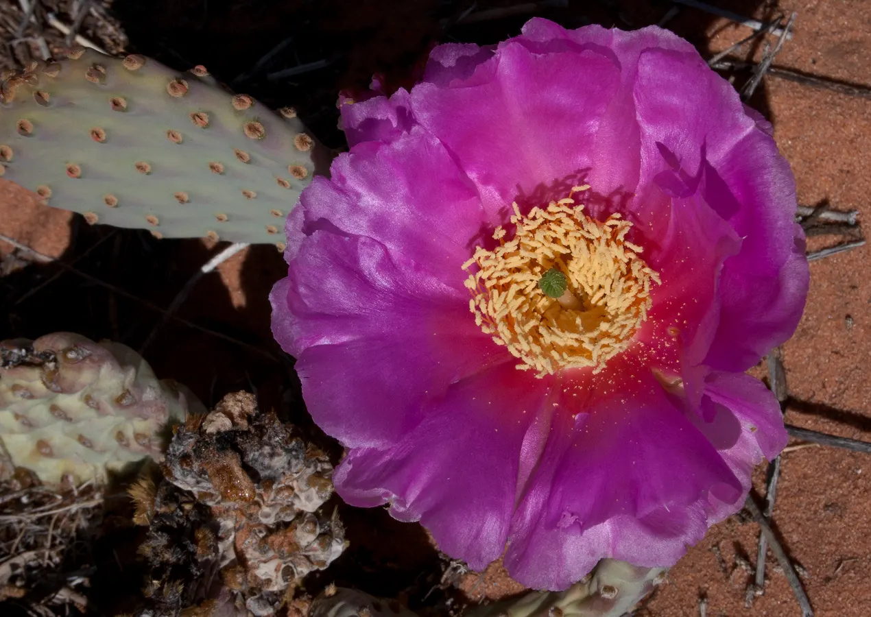 Beavertail Prickly Pear Cactus (Opuntia Basilaris) — With a minimal water requirement