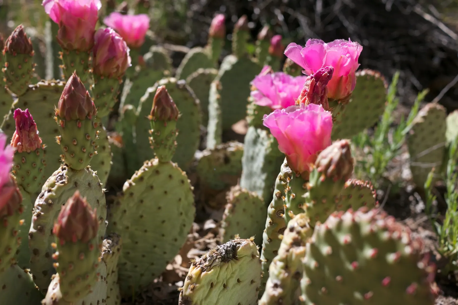 Beavertail Prickly Pear Cactus (Opuntia Basilaris) — cactus with pink and red blooms