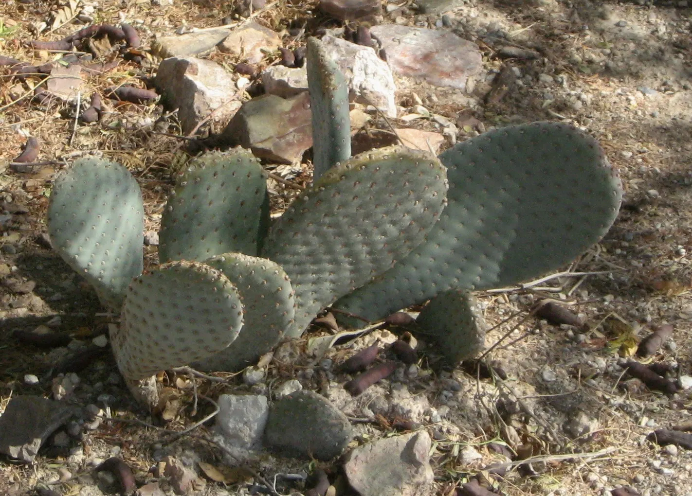 Beavertail Prickly Pear Cactus (Opuntia Basilaris) — These bluish-green paddles are dotted with small barbed bristles; cactus for full, image 66