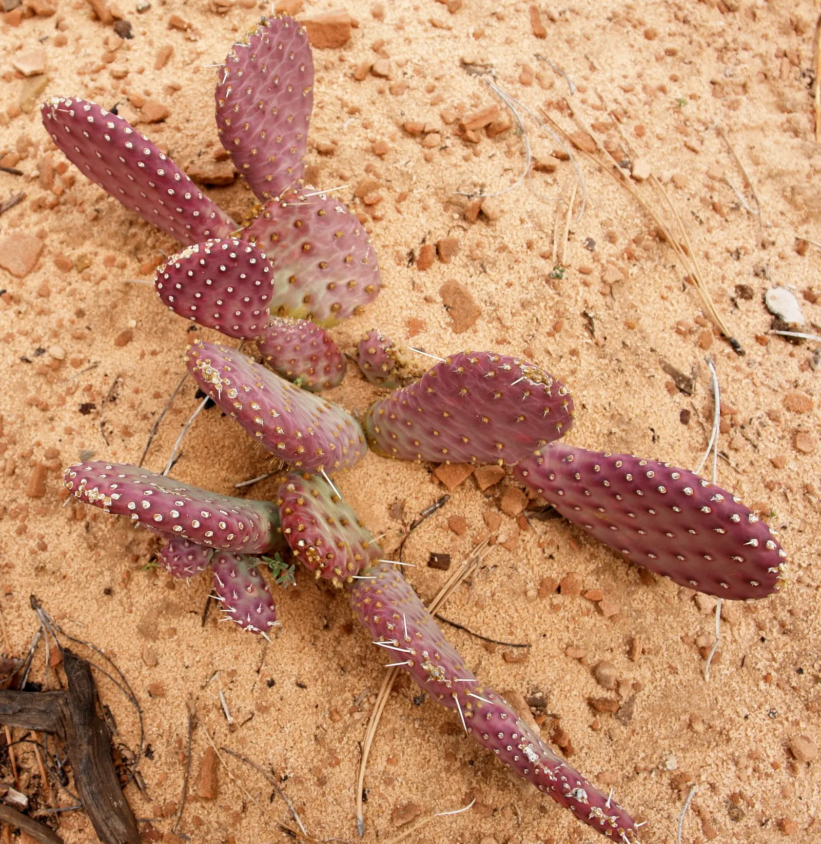 Beavertail Prickly Pear Cactus (Opuntia Basilaris) — contributing both color and visual interest to the arid landscape palette; it exemplifies, image 96