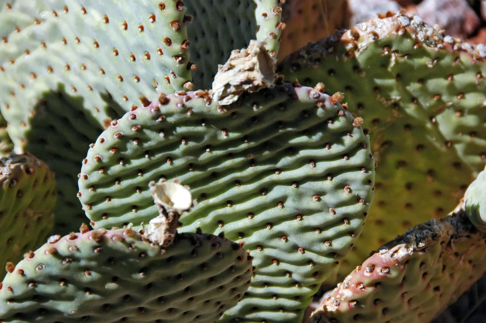 Beavertail Prickly Pear Cactus (Opuntia Basilaris) — These bluish-green paddles are dotted with small barbed bristles; cactus for full