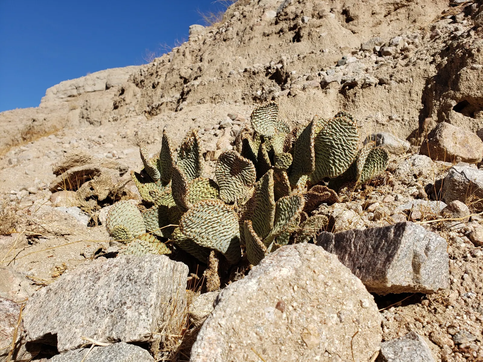 Beavertail Prickly Pear Cactus (Opuntia Basilaris) — With a minimal water requirement; paddle-shaped pads resembling beaver tails, image 74