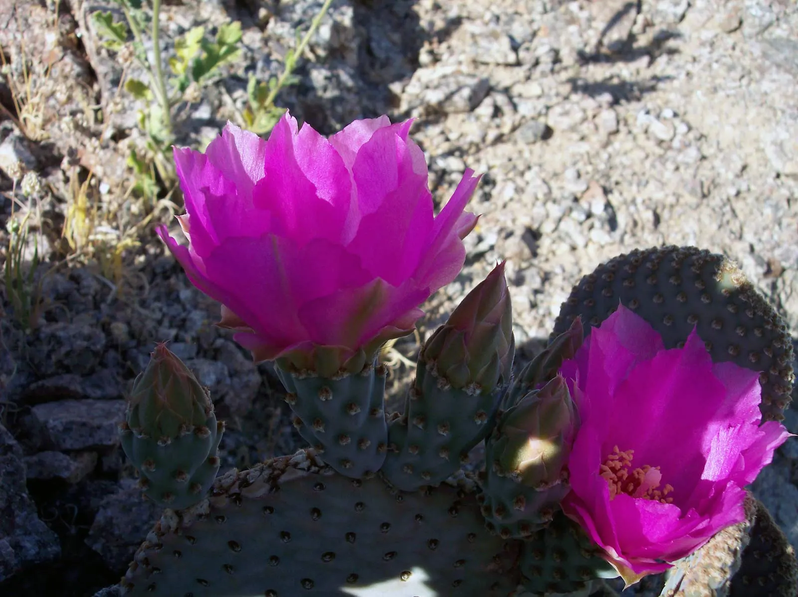 Beavertail Prickly Pear Cactus (Opuntia Basilaris) — pink and red flowers in the garden; with a spread of roughly 24 to 36 inches, image 79