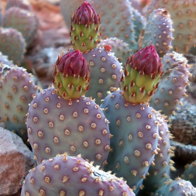 Beavertail Prickly Pear Cactus (Opuntia Basilaris) — With a minimal water requirement; paddle-shaped pads resembling beaver tails, image 101
