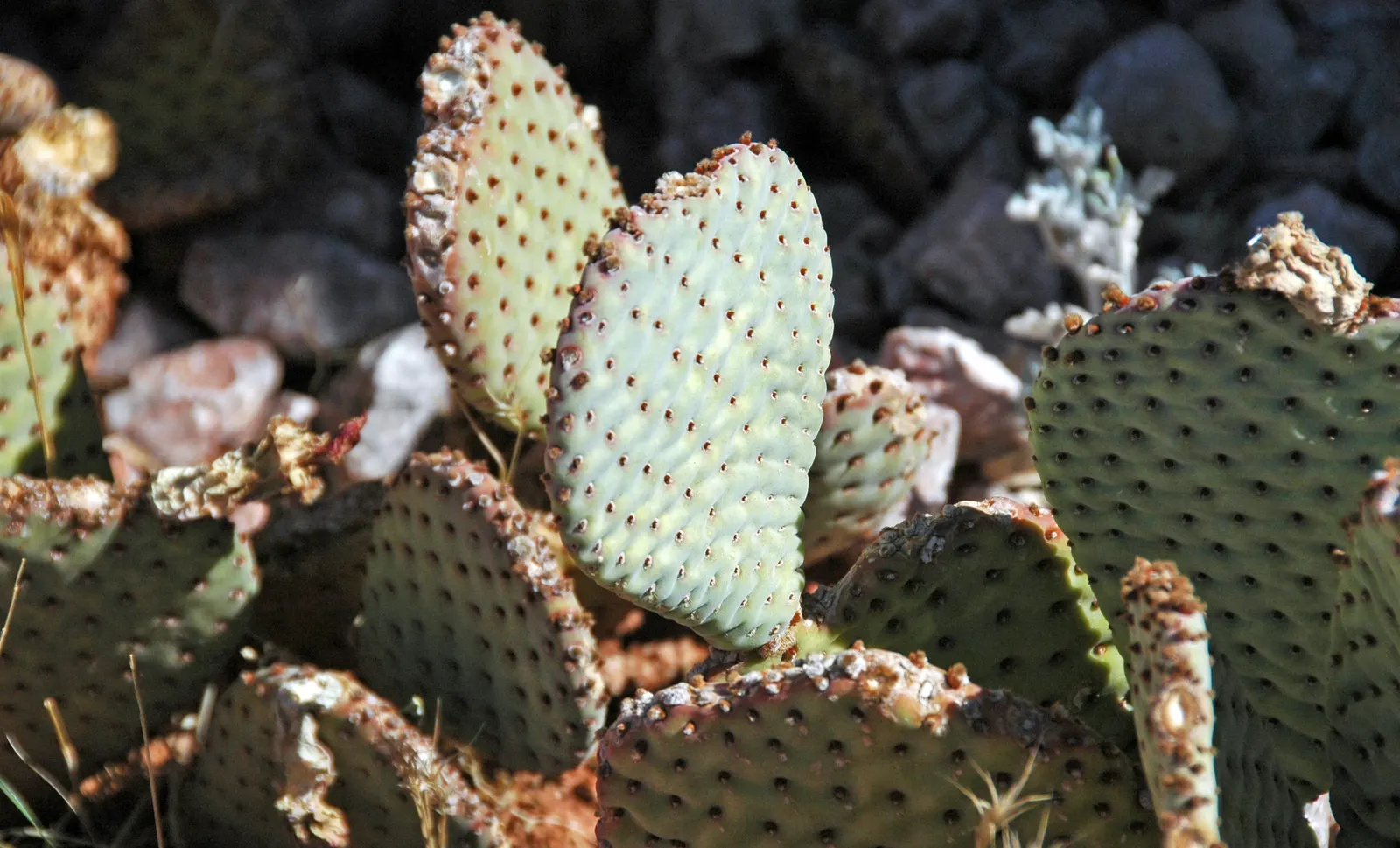 Beavertail Prickly Pear Cactus (Opuntia Basilaris) — The Beavertail Prickly Pear (Opuntia basilaris) is a charming, low-growing cactus, native to the