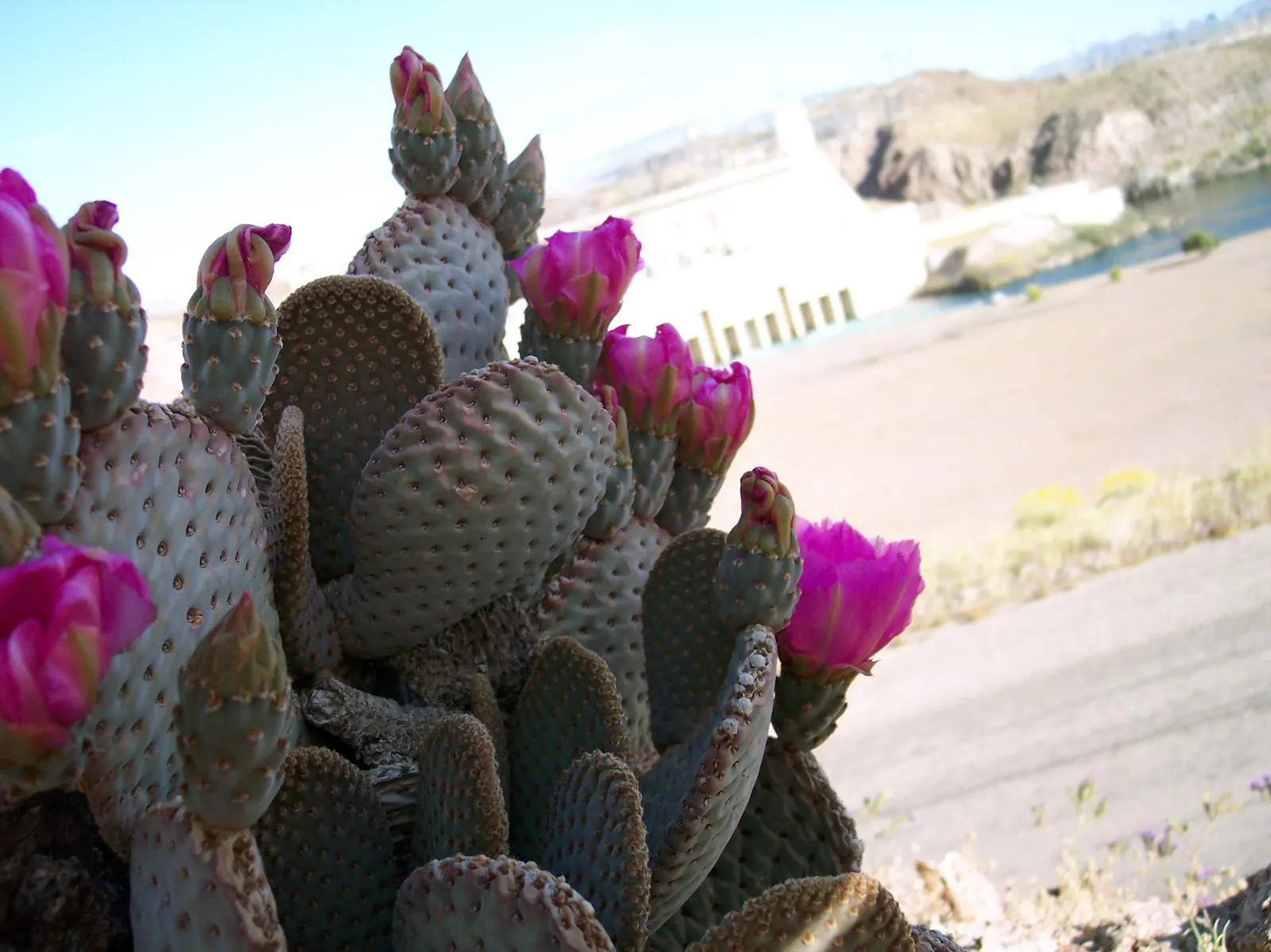 Beavertail Prickly Pear Cactus (Opuntia Basilaris) — cactus with pink and red blooms; spiny fruits that persist on the cactus