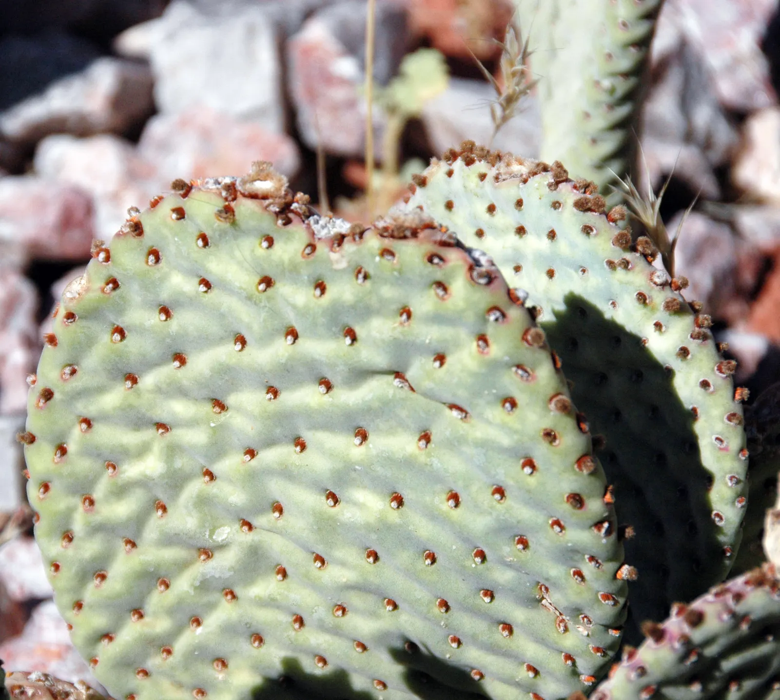 Beavertail Prickly Pear Cactus (Opuntia Basilaris) — it exemplifies water-efficient gardening and is an excellent choice for xeriscaping; this low-growing