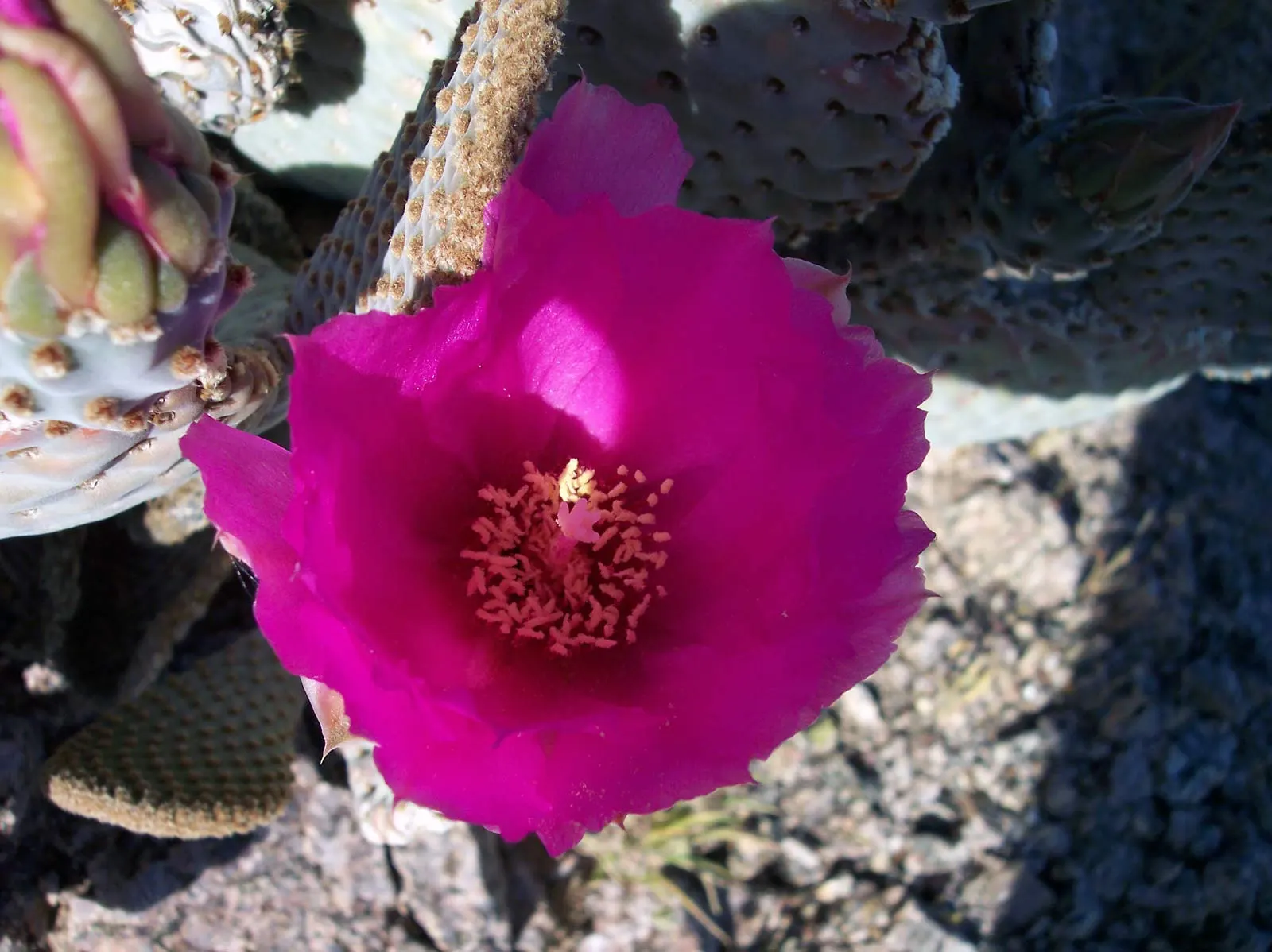 Beavertail Prickly Pear Cactus (Opuntia Basilaris) — contributing both color and visual interest to the arid landscape palette; it exemplifies, image 69