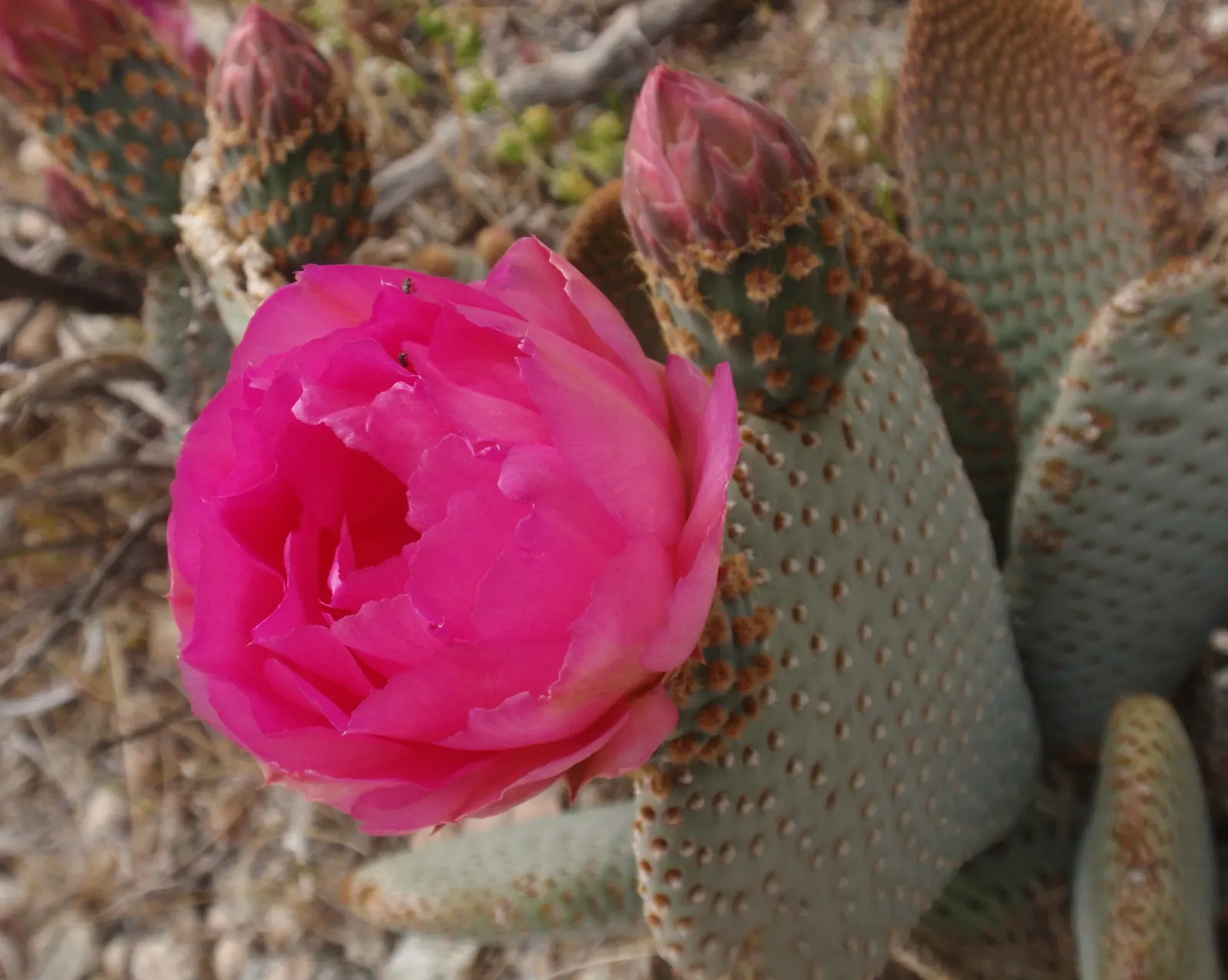 Beavertail Prickly Pear Cactus (Opuntia Basilaris) — the plant produces reddish; the Beavertail Prickly Pear (Opuntia basilaris) is a charming, image 70