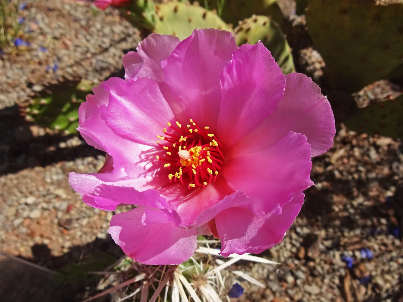 Beavertail Prickly Pear Cactus (Opuntia Basilaris) — These bluish-green paddles are dotted with small barbed bristles