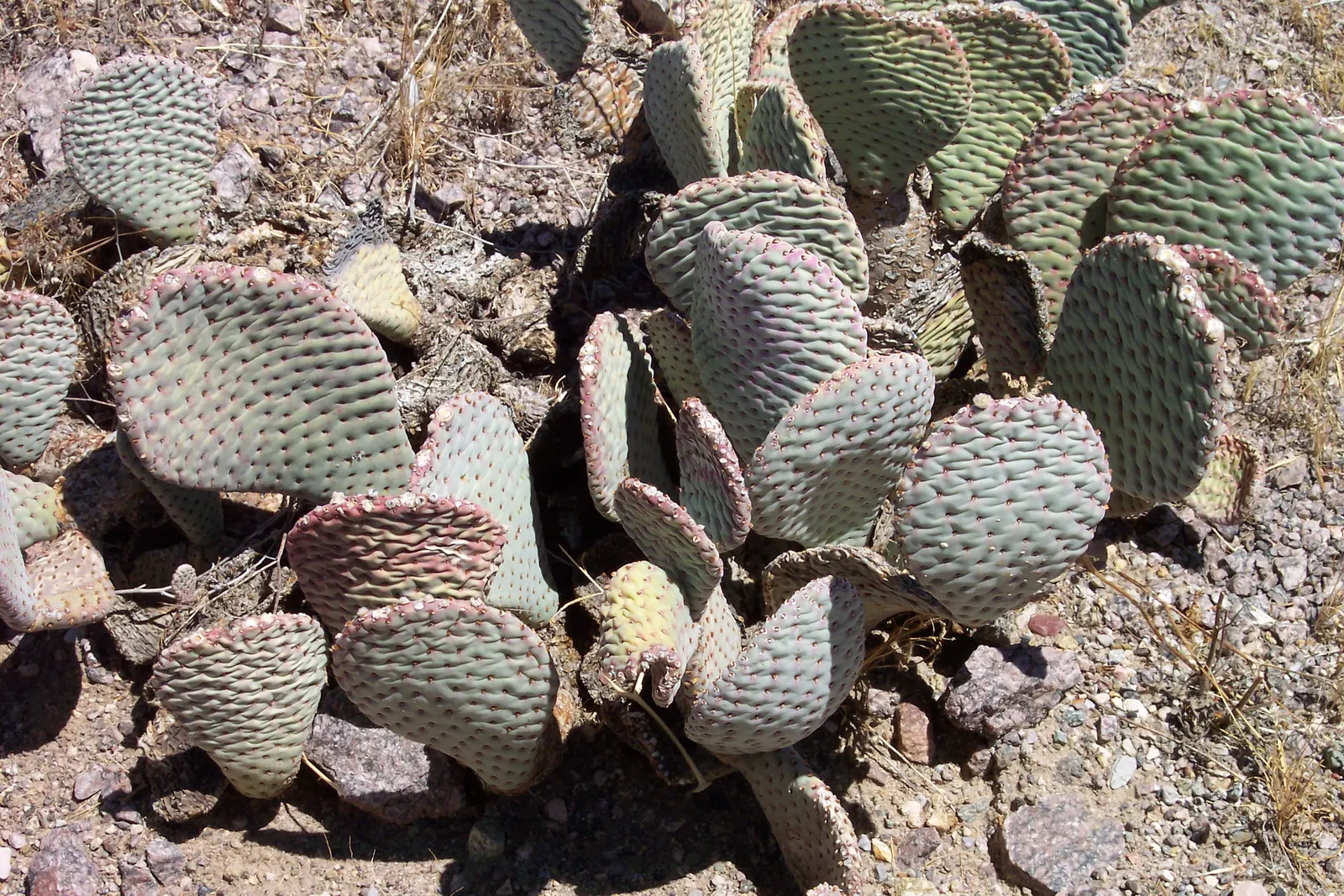 Beavertail Prickly Pear Cactus (Opuntia Basilaris) — this low-growing perennial presents a unique silhouette with its flattened; scientifically, image 90