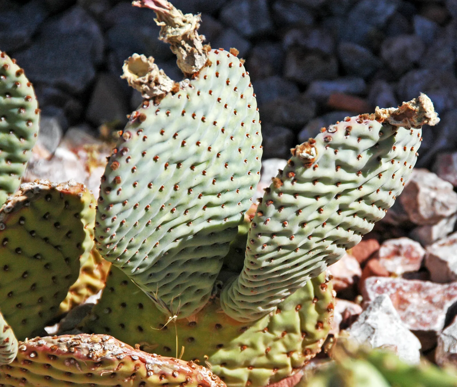 Beavertail Prickly Pear Cactus (Opuntia Basilaris) — it's excellent for drought-tolerant landscapes and rock gardens, image 59