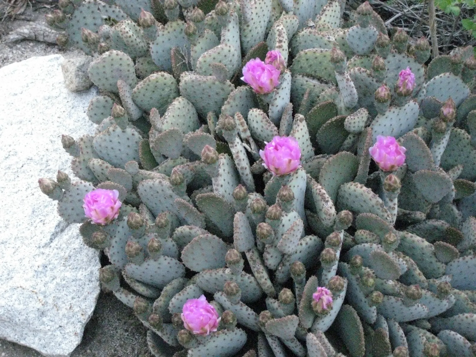 Beavertail Prickly Pear Cactus (Opuntia Basilaris) — These bluish-green paddles are dotted with small barbed bristles; cactus for full, image 93