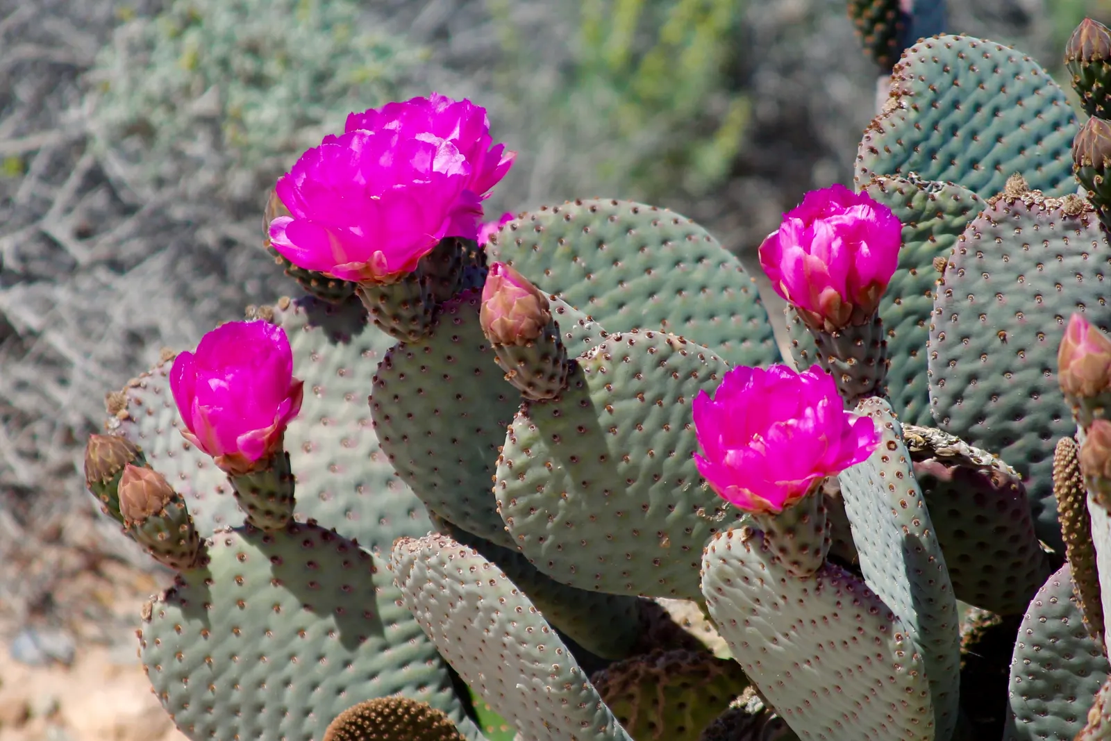 Beavertail Prickly Pear Cactus (Opuntia Basilaris) — a detail worth noting during installation and maintenance.<br><br>In the spring; is a, image 67