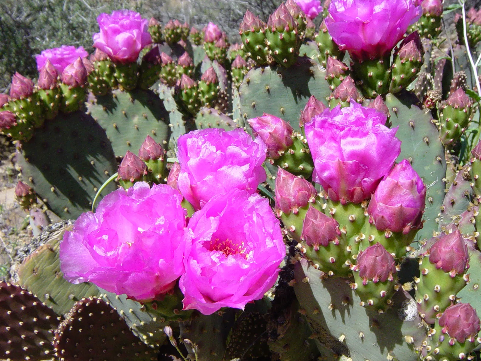 Beavertail Prickly Pear Cactus (Opuntia Basilaris) — this plant typically reaches 6-12 inches in height with a 2-3 feet spread; adding further ornamental