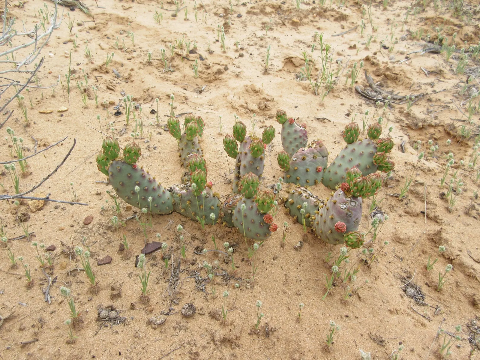 Beavertail Prickly Pear Cactus (Opuntia Basilaris) — it exemplifies water-efficient gardening and is an excellent choice for xeriscaping; this, image 102