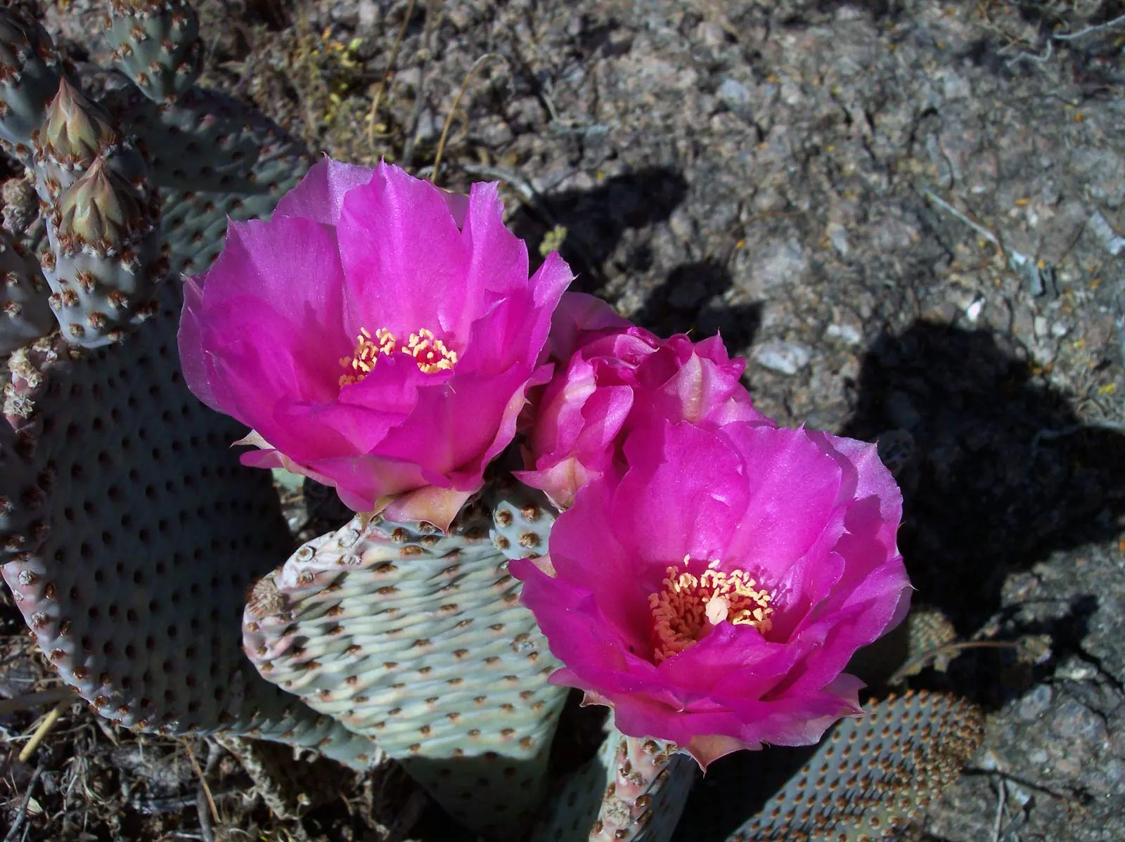 Beavertail Prickly Pear Cactus (Opuntia Basilaris) — especially in regions that emulate its native desert conditions