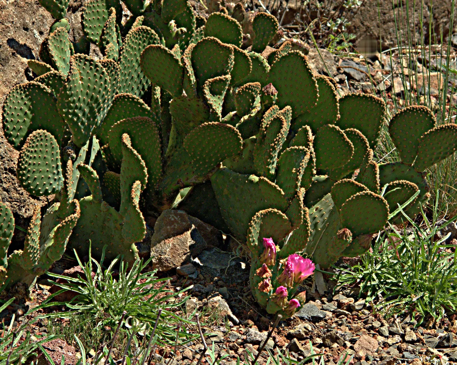 Beavertail Prickly Pear Cactus (Opuntia Basilaris) — The Beavertail Prickly Pear (Opuntia basilaris) is a charming, low-growing cactus, native to, image 55