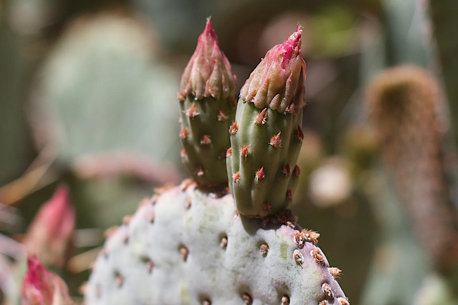 Beavertail Prickly Pear Cactus (Opuntia Basilaris) — The Beavertail Prickly Pear (Opuntia basilaris) is a charming, low-growing cactus, native to the Southwest