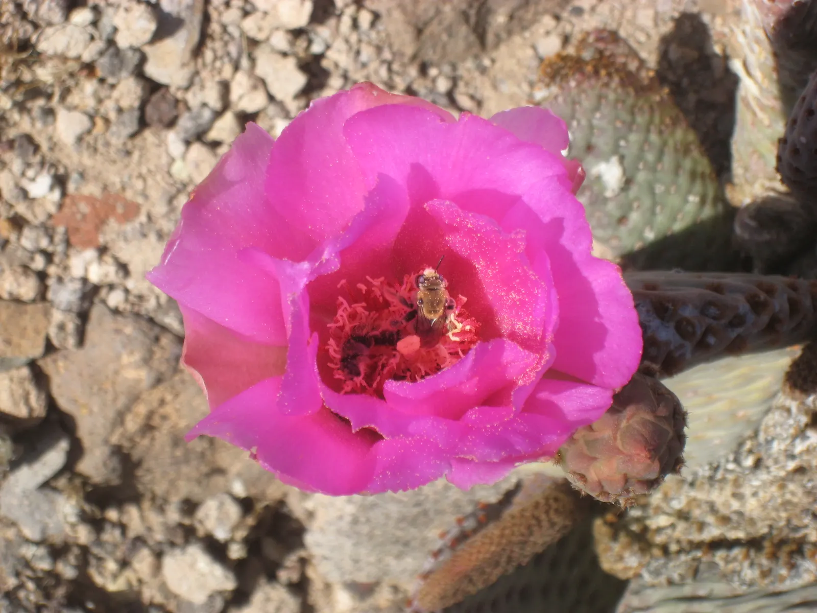 Beavertail Prickly Pear Cactus (Opuntia Basilaris) — paddle-shaped pads resembling beaver tails; the Beavertail creates dense clumps that add, image 83