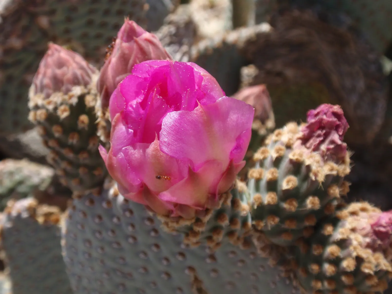 Beavertail Prickly Pear Cactus (Opuntia Basilaris) — adding further ornamental value.<br><br>Adapted to USDA Hardiness Zones 8 through 11; contributing both