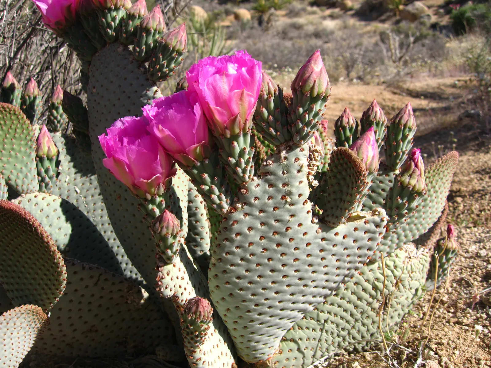 Beavertail Prickly Pear Cactus (Opuntia Basilaris) — is a captivating species and a quintessential element for any drought-tolerant landscape, image 88