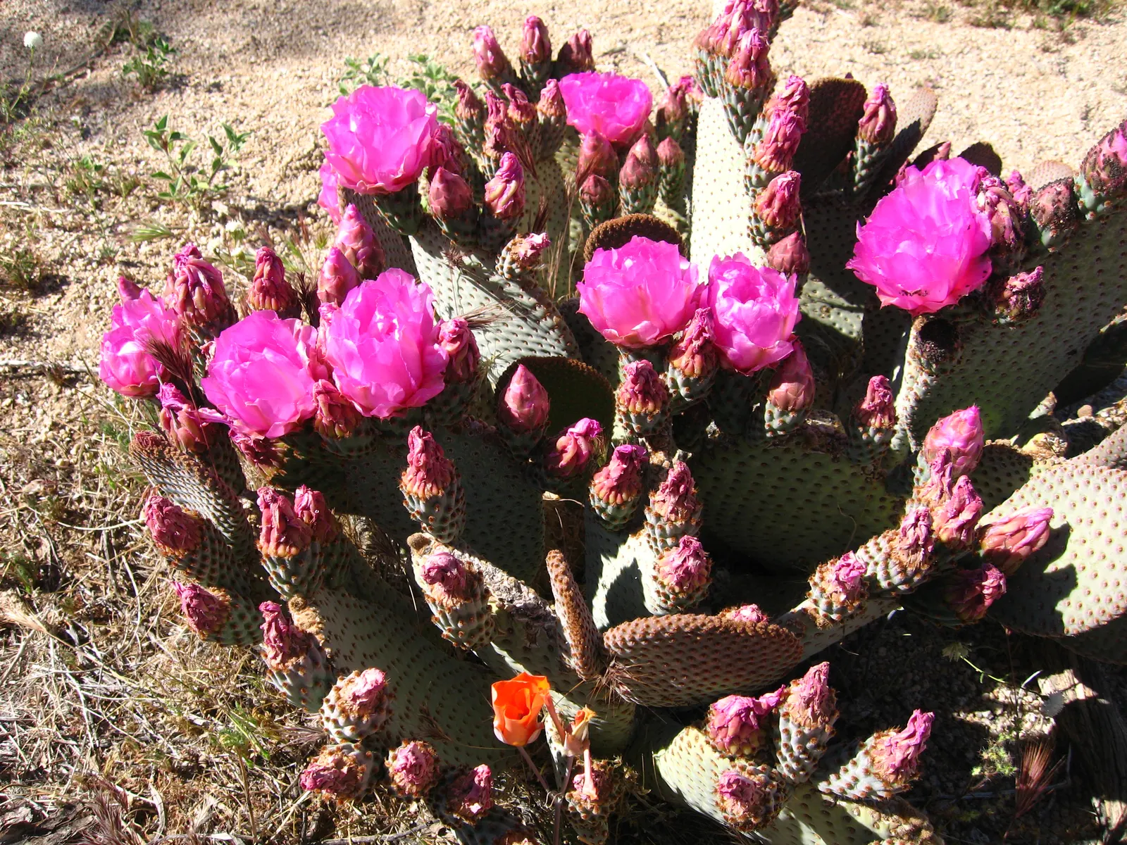 Beavertail Prickly Pear Cactus (Opuntia Basilaris) — and its carefree maintenance requirements will assure them of its suitability for their garden, image 104
