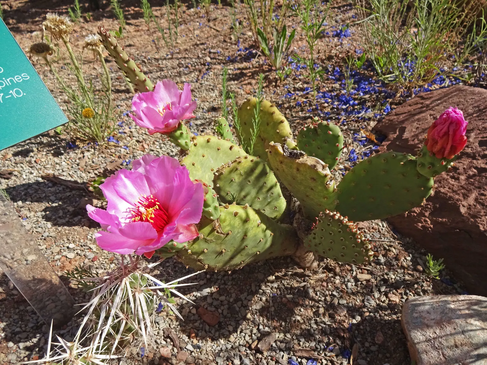 Beavertail Prickly Pear Cactus (Opuntia Basilaris) — the plant produces reddish