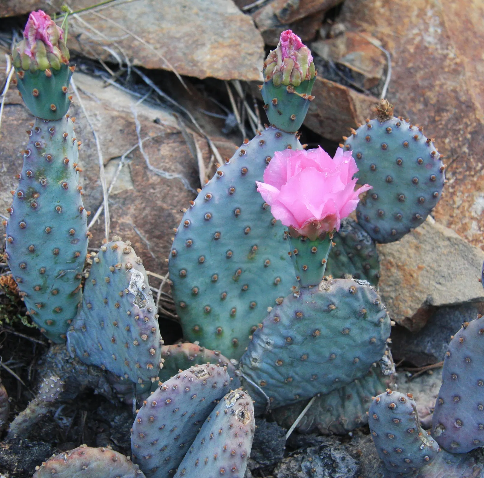 Beavertail Prickly Pear Cactus (Opuntia Basilaris) — a detail worth noting during installation and maintenance.<br><br>In the spring
