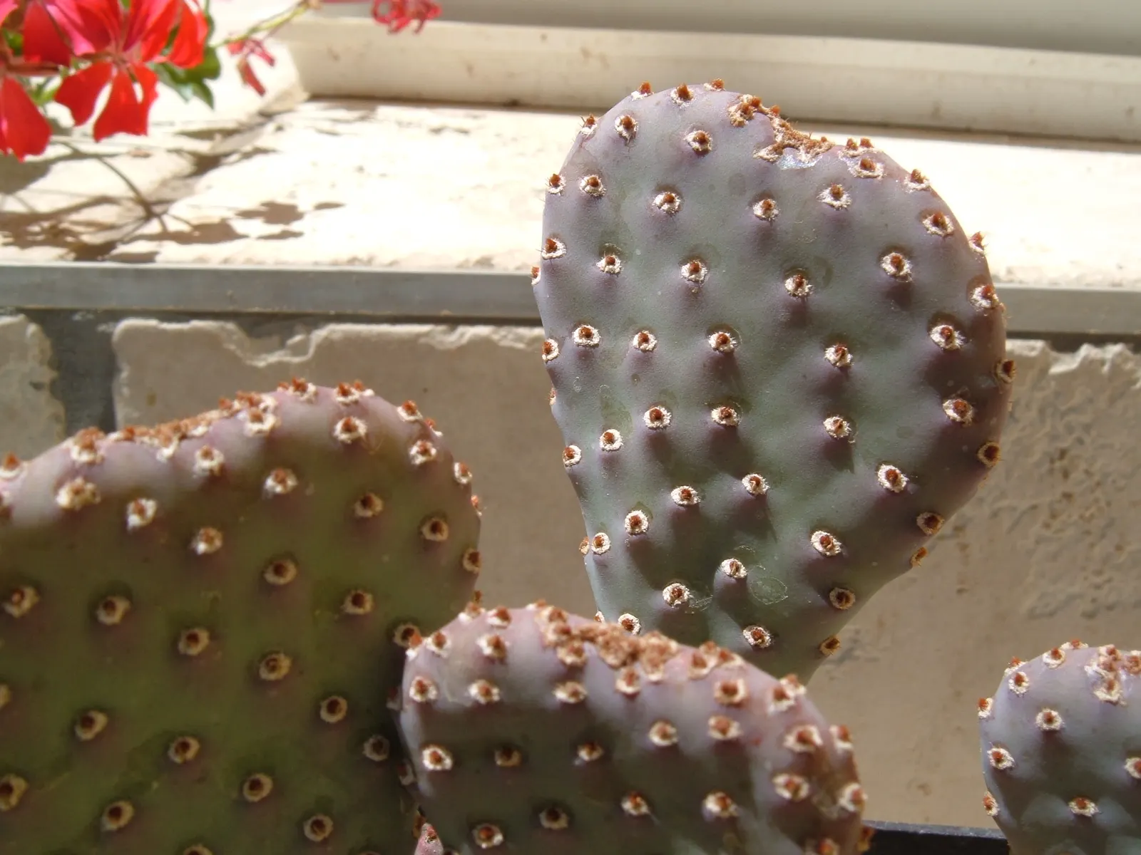 Beavertail Prickly Pear Cactus (Opuntia Basilaris) — Springtime blooms display vibrant pink flowers, adding a pop of color; pink and red flowers in, image 85