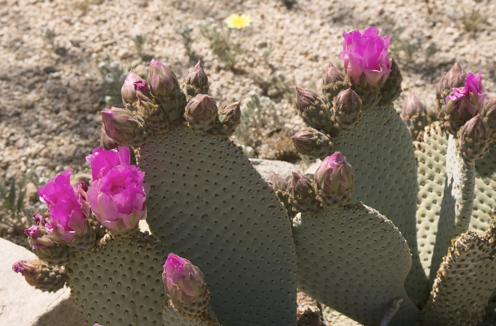 Beavertail Prickly Pear Cactus (Opuntia Basilaris) — with a spread of roughly 24 to 36 inches; a detail worth noting during installation and, image 64