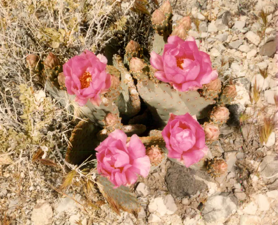 Beavertail Prickly Pear Cactus (Opuntia Basilaris) — adding further ornamental value.<br><br>Adapted to USDA Hardiness Zones 8 through 11, image 99