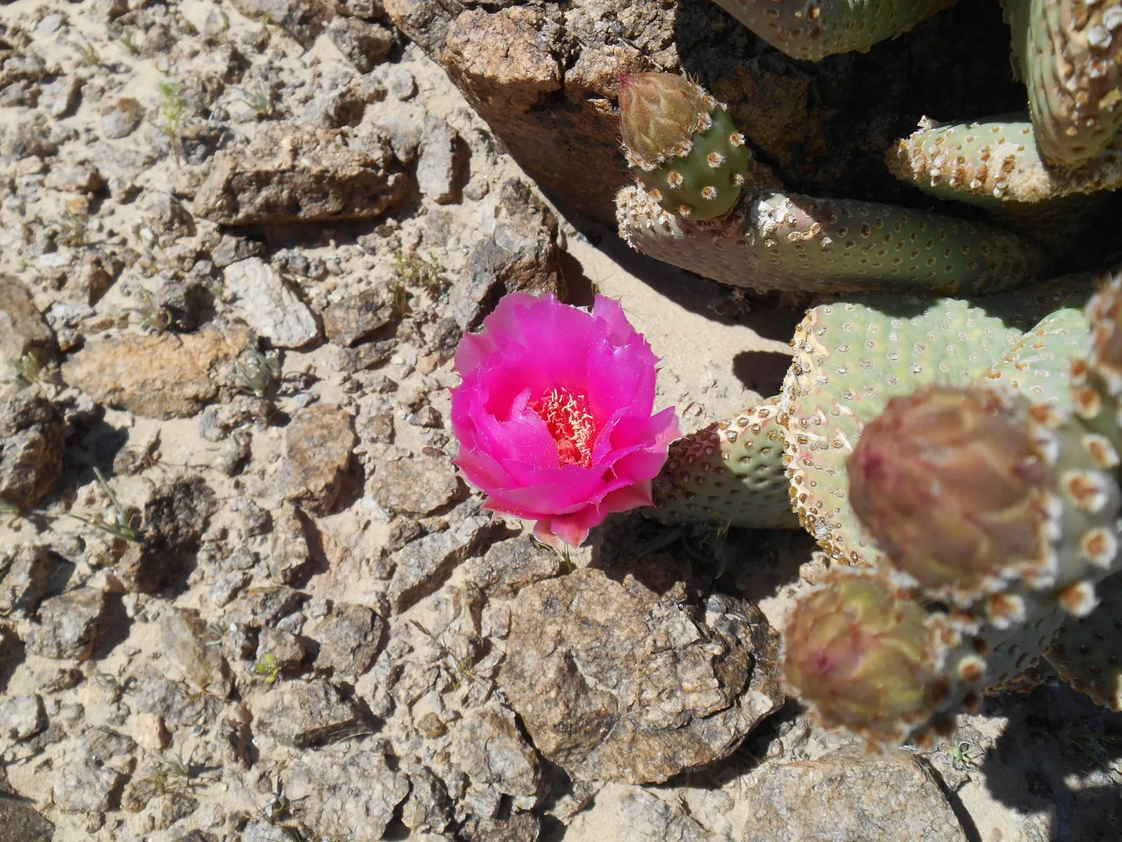 Beavertail Prickly Pear Cactus (Opuntia Basilaris) — Native to the Southwestern United States and Northwestern Mexico