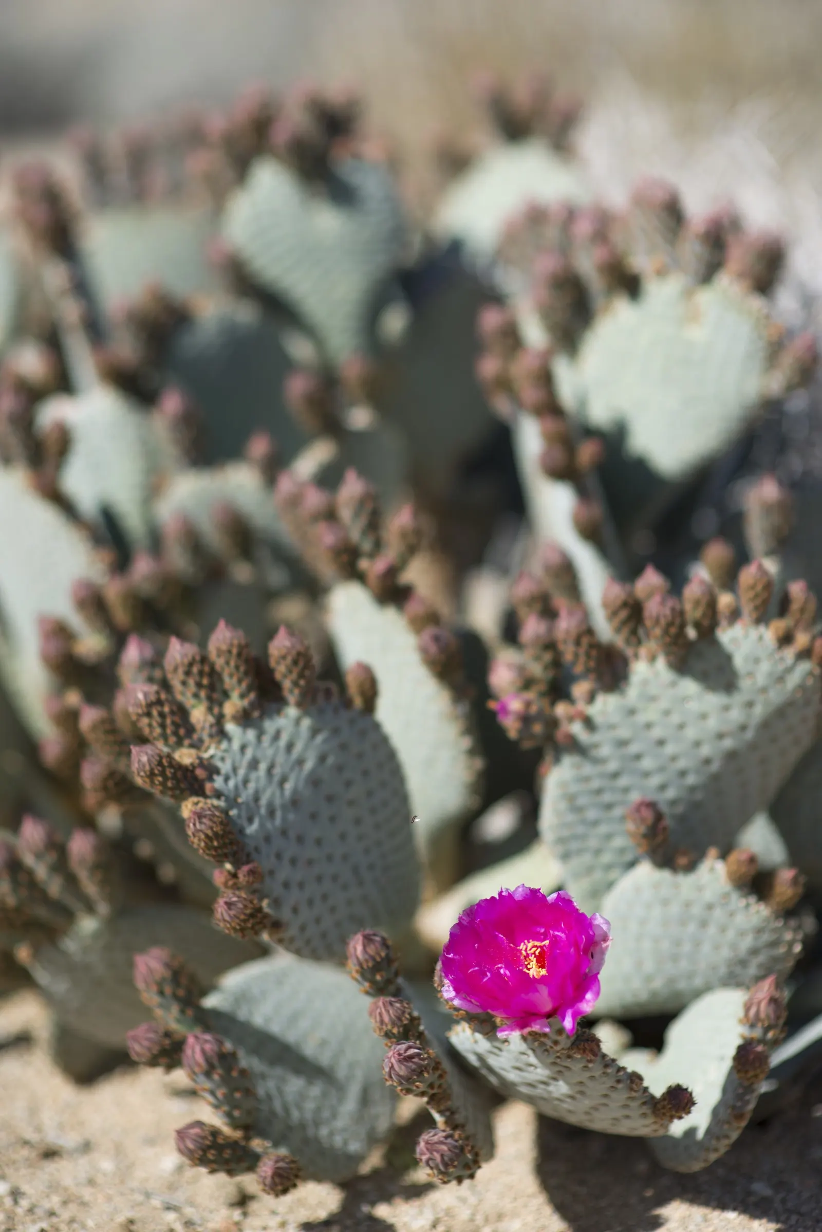 Beavertail Prickly Pear Cactus (Opuntia Basilaris) — with a spread of roughly 24 to 36 inches; a detail worth noting during installation and