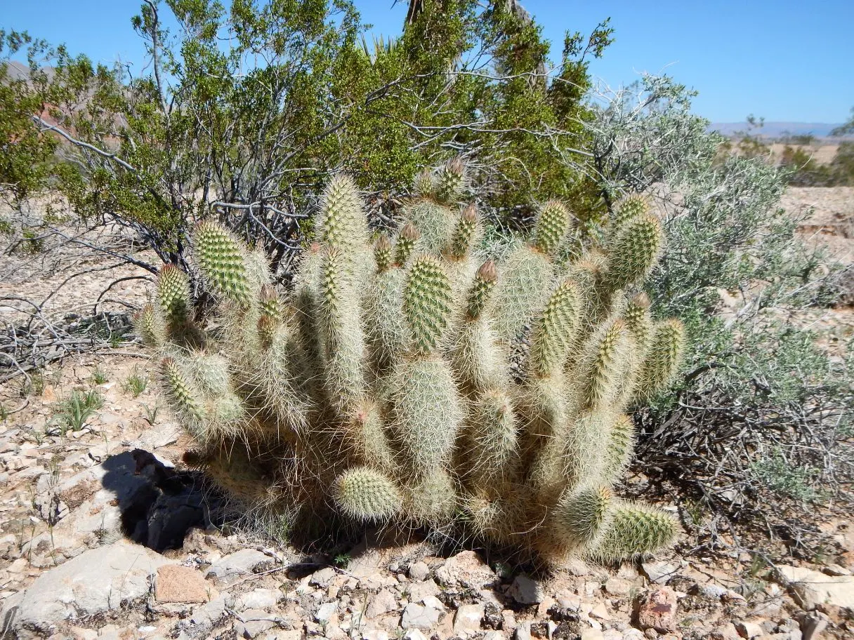 Beavertail Prickly Pear Cactus (Opuntia Basilaris) — Opuntia basilaris thrives in full sun and requires well-draining soils to prevent root rot