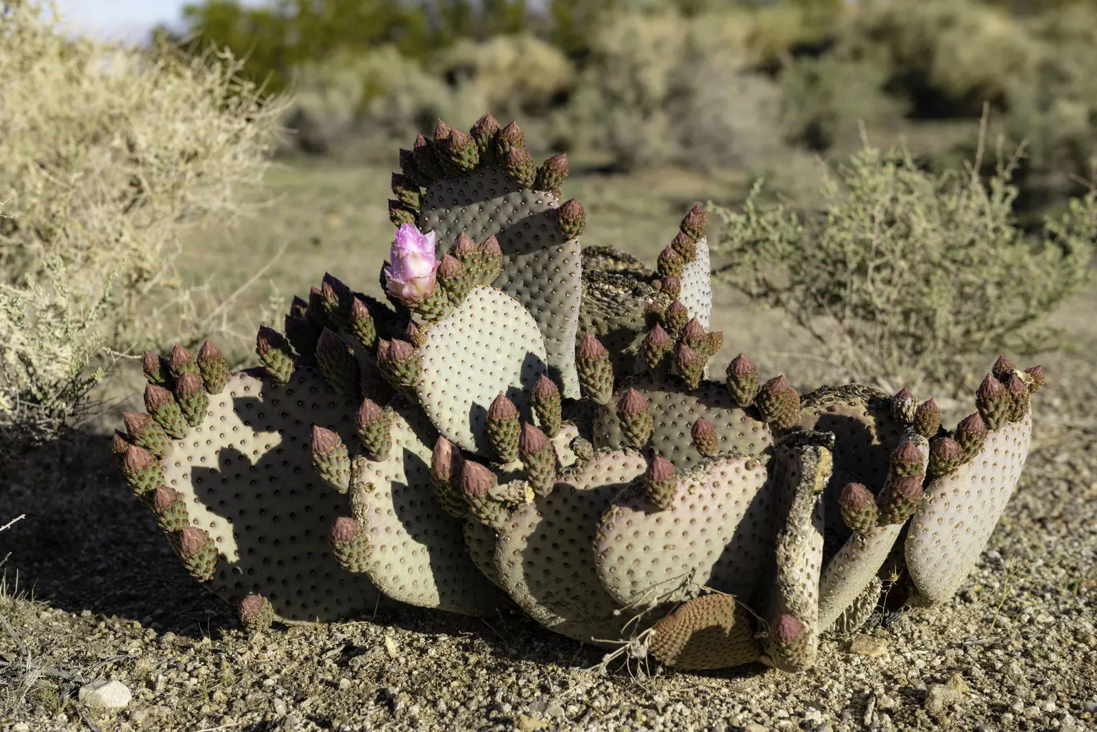 Beavertail Prickly Pear Cactus (Opuntia Basilaris) — pink and red flowers in the garden; with a spread of roughly 24 to 36 inches