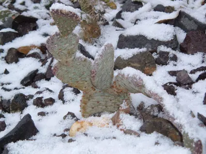 Beavertail Prickly Pear Cactus (Opuntia Basilaris) — with a spread of roughly 24 to 36 inches