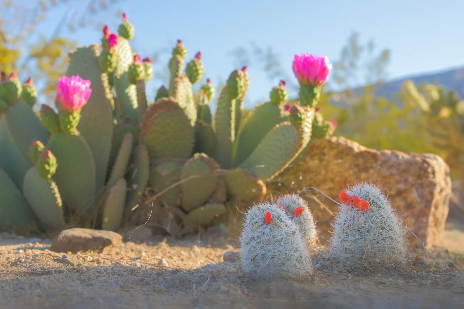 Beavertail Prickly Pear Cactus (Opuntia Basilaris) — With a minimal water requirement; paddle-shaped pads resembling beaver tails