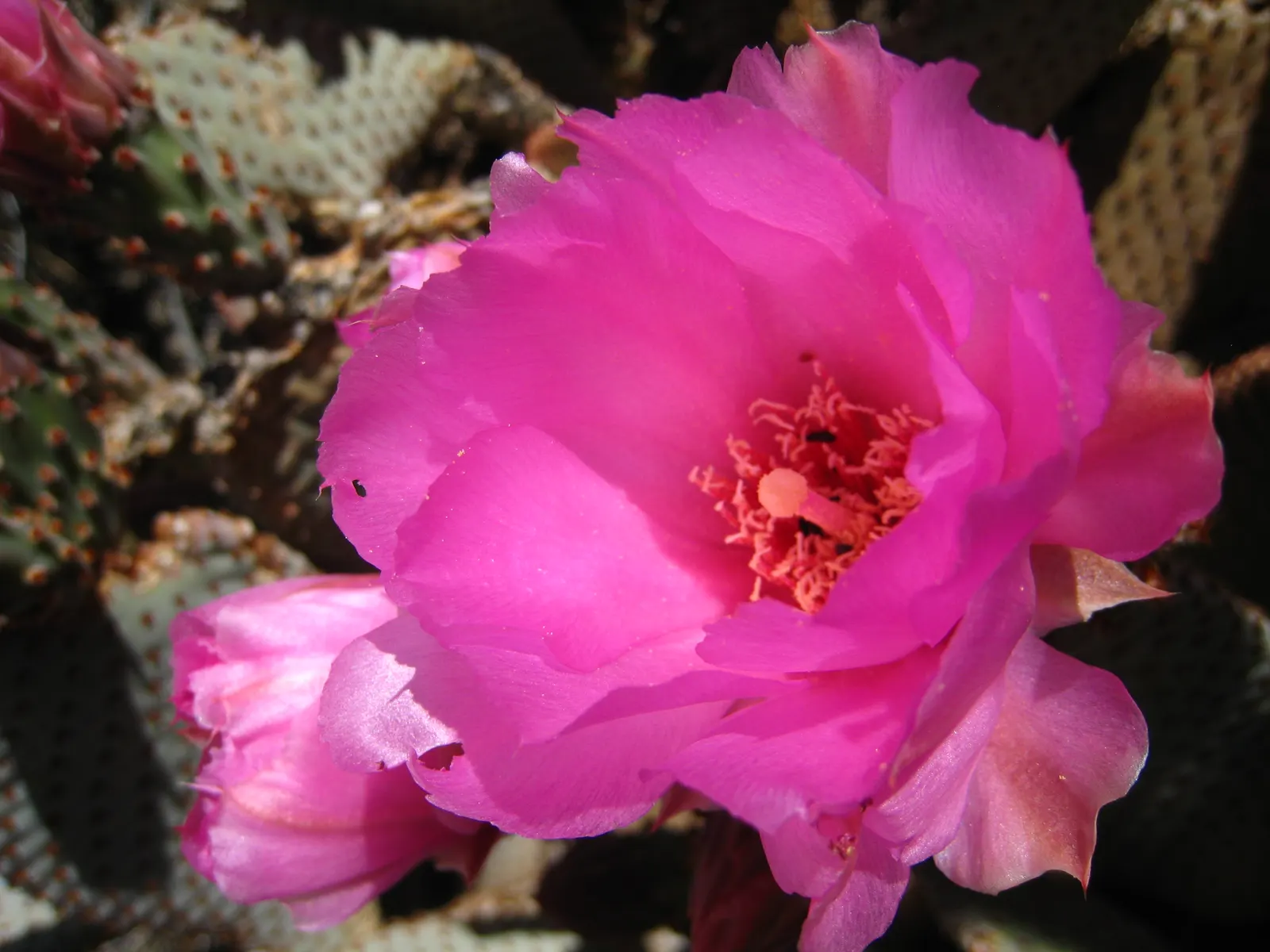 Beavertail Prickly Pear Cactus (Opuntia Basilaris) — adding further ornamental value.<br><br>Adapted to USDA Hardiness Zones 8 through 11