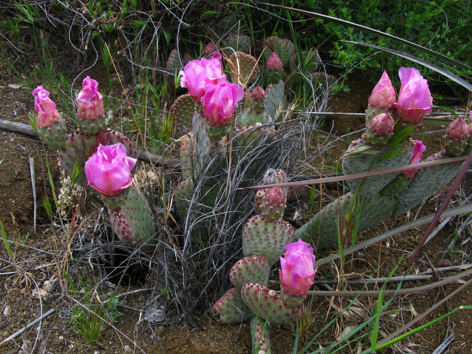 Beavertail Prickly Pear Cactus (Opuntia Basilaris) — scientifically named Opuntia basilaris