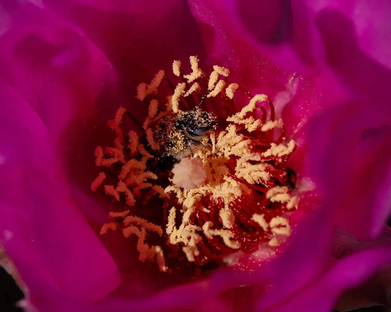 Beavertail Prickly Pear Cactus (Opuntia Basilaris) — spiny fruits that persist on the cactus; native to the Southwestern United States and, image 71