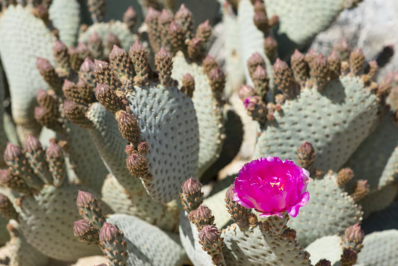 Beavertail Prickly Pear Cactus (Opuntia Basilaris) — the Beavertail creates dense clumps that add texture and a soft yet rugged beauty to garden, image 38